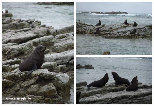 Neuseeland, Kaikoura: Robben am Point Kean