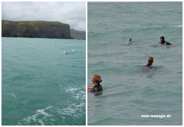 Neuseeland: Akaroa, Schwimmen mit Hektor´s Delfinen
