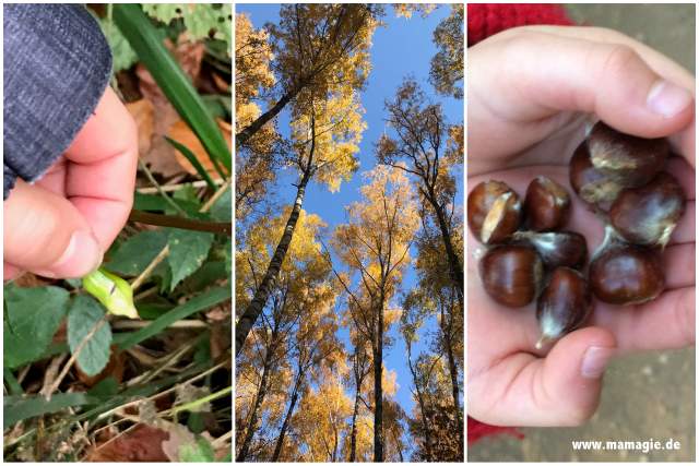 Springkraut, Esskastanien... es gibt für Kinder viel zu entdecken im Wald.