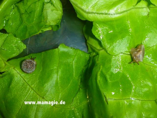 Winzige Schnecken mit Salat füttern